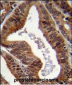 EAPII Antibody (C-term)