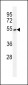 EAPII Antibody (C-term)