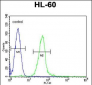 GGH Antibody (N-term)