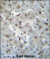H2AFZ Antibody (C-term)