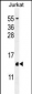 H2AFZ Antibody (C-term)