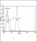 HMOX1 Antibody (Center)