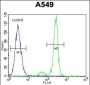 TNFRSF1A Antibody (N-term)