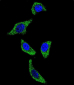 TNFRSF1A Antibody (N-term)
