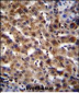 SPACA5B Antibody (N-term)