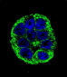 YOD1 Antibody (C-term)