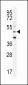 CRFR2D Antibody