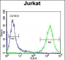 PRMT4 Antibody(Center)