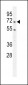 PRMT4 Antibody(Center)