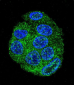 FAT10 Antibody (C-term)