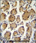 FAT10 Antibody (C-term)