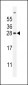 FAT10 Antibody (C-term)