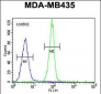 CASP3 Antibody (C-term)