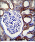 CASP3 Antibody (C-term)