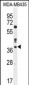 CASP3 Antibody (C-term)