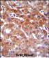 CYP1A2 Antibody (Center)