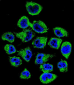 COPE Antibody (C-term)