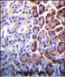 COPE Antibody (C-term)