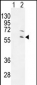 RPS6KL1 Antibody