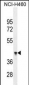 FX4L1 Antibody  (N-term)