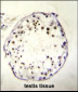 DNAAF3 Antibody (Center)