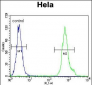 LRRC45 Antibody (C-term)