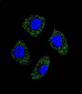 EDN1 Antibody (Center)