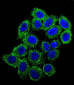 EDN1 Antibody (Center)