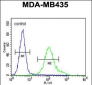 GRIN2A Antibody (C-term)