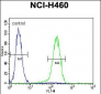 PRAMEF6 Antibody (C-term)