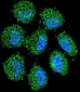 PRAMEF6 Antibody (C-term)