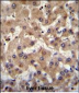 PRAMEF6 Antibody (C-term)