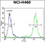 ZSCAN5B Antibody (C-term)