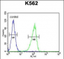 CRFR1 Antibody (Q103)