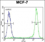 KSR2 Antibody (C-term)