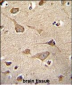 KSR2 Antibody (C-term)