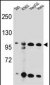 KSR2 Antibody (C-term)