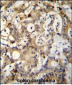 SP1 Antibody (C-term P692)