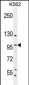 SP1 Antibody (C-term P692)