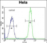 COL4A2 Antibody (N-term)