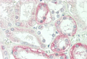 CPM Antibody (Center)