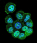 RACGAP1 Antibody (N-term)