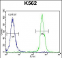 NUDT19 Antibody (Center)