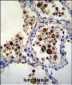 SIGLEC15 Antibody (C-term)