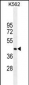 SIGLEC15 Antibody (C-term)