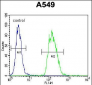 TRIM43 Antibody (Center)