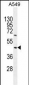 TRIM43 Antibody (Center)