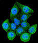 Rad9 Antibody (S387)