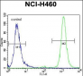 RASSF8 antibody (N-term)