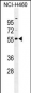 RASSF8 antibody (N-term)